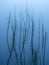 Naturalistic abstract background. Equisetum growing in lakeside water. It is the only living genus in Equisetaceae, a