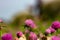 naturalistic background with foreground of purple flowers with green stem