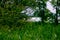 Naturalistic background. grass and trees and in the background you can see the beautiful Venetian lagoon.