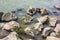 Naturalistic background, images depicting detail of the Adige river in Italy, water and rocks with grass.