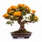 Naturalistic Marigold Bonsai On White Background