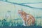 Naturalistic painted redhead cat on the facade in the wall painting in Wuppertal, Germany