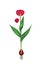 Naturalistic red tulip