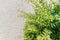 Naturally beautiful branches of juniper tree top view, on the background of pebbles