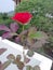 Naturally beautifull red rose flower plant