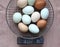 Naturally colored eggs of Araucana hens