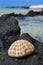 Naturally dried up Sea Urchin Shell on display on top of a Black Rock with sky, sea, wave and more rocks in the background