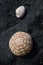 Naturally dried up Sea Urchin Shell on focus on top of a Black Rock with a white bivalve shell in a distance