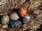 Naturally Dyed Easter Eggs, decorated with plants and flowers boiled with red cabbage, onion peels, hibiscus tea creating blue,