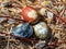 Naturally Dyed Easter Eggs, decorated with plants and flowers boiled with red cabbage, onion peels, hibiscus tea creating blue,