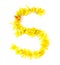 naturally freshly yellow flower green leaves bright shiny number 5