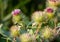 Naturally growing thistle with flowers