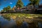 Naturally growing water plants in a Dutch city canal with flowing water and reflecting water surface.