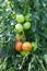 Naturally grown tomatoes