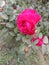 NATURALLY PINK COLOUR ROSE IN
