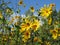 naturally yellow flowers with bumblebees and bees