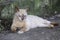 The naturalness of a beautiful white cat