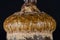 Nature Abstract: Close Look at an Acorn Cap