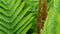 Nature Abstract: The Delicate Textured Leaves of the Beautiful Cinnamon Fern