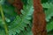 Nature Abstract: The Delicate Textured Leaves of the Beautiful Cinnamon Fern