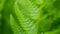 Nature Abstract: The Delicate Textured Leaves of the Beautiful Cinnamon Fern