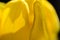 Nature Abstract: Enveloped in the Golden Folds of the Yellow Tulip Petals