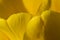 Nature Abstract: Enveloped in the Golden Folds of the Yellow Tulip Petals