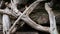 Nature abstract: Gnarled Weathered Ancient Vines Climbing the Hidden Stone Wall