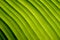 Nature abstract green banana leaf Diagonal lines