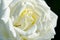 Nature Abstract: Lost in the Gentle Folds of the Delicate White Rose