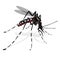 Nature, Aedes aegypti mosquitoes stilt