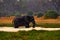 Nature in Africa. Elephant in the Khwai River, Moremi Reserve in Botswana. River sunset with green vegetation and big tusk alone