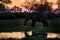 Nature in Africa. Elephant in the Khwai River, Moremi Reserve in Botswana. River sunset with green vegetation and big tusk alone