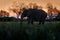 Nature in Africa. Elephant in the Khwai River, Moremi Reserve in Botswana. River sunset with green vegetation and big tusk alone