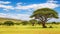 nature african acacia groves