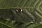 Nature alert concept: close up of a bumble bee Bombus dead in selective focus on a green leaf