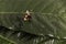 Nature alert concept: close up of a bumble bee Bombus dead in selective focus on a green leaf