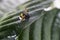 Nature alert concept: close up of a bumble bee Bombus dead in selective focus on a green leaf