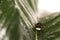Nature alert concept: close up of a bumble bee Bombus dead in selective focus on a green leaf