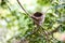 Nature architect: The beautiful small basket-shaped nest of a bird in an Indian forest