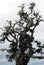 NATURE- ART- Beautiful Gnarley Tree in Western Australia