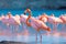 Nature Artistry, Flamingo in Crystal Waters, AI Generated