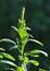 In nature, as a weed grows common amaranthus