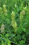 In nature, astragalus cicer grows among herbs