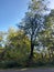 Nature autumn fall blue sky sunny trees