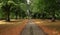 Nature - Avenue of Lime trees