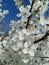 Nature awakening in the spring. White spring flowers in the garden. Fruit blossom.