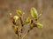 Nature awakes in spring. Blooming willow twigs and furry willow-catkins