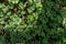 Nature background. Beautiful green bush. Sedum spurium, the Caucasian stonecrop or two-row stonecrop