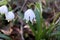 Nature background.Beautiful leucojum vernum flowers on the first spring day. This flower indicates that spring season is